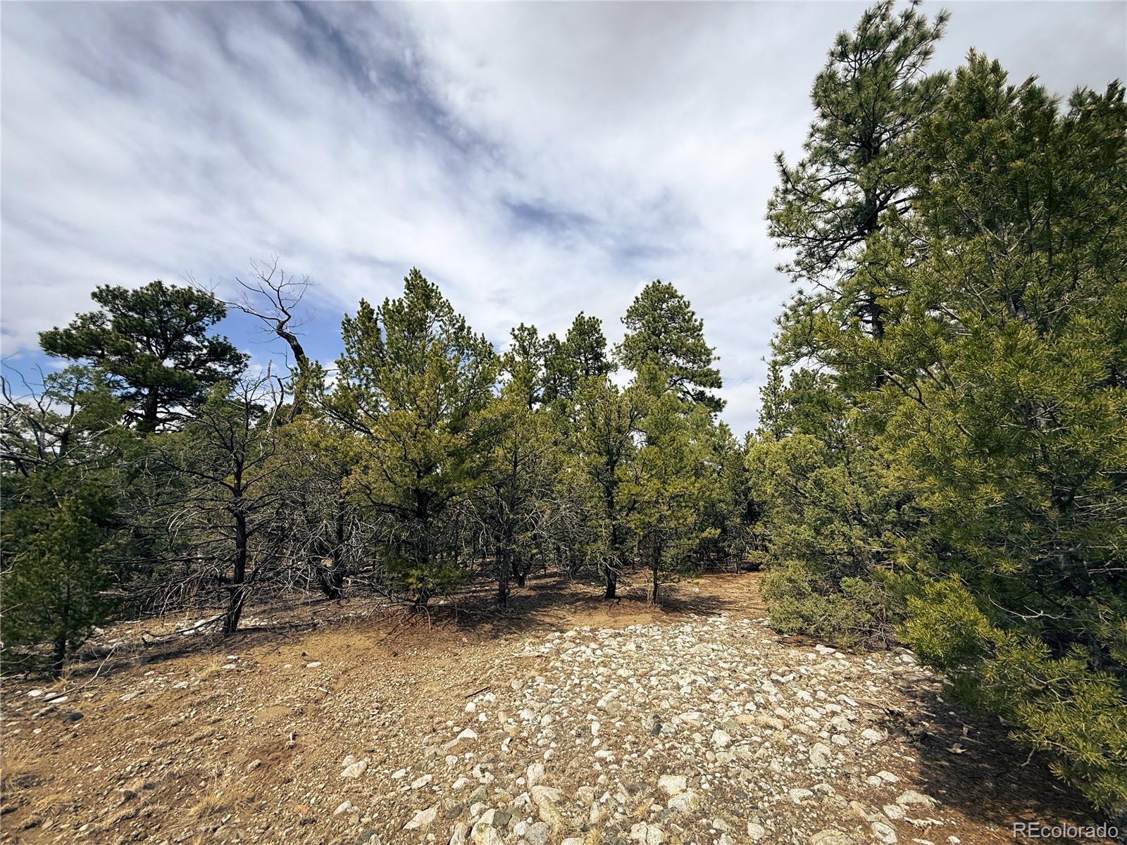 76 Mill Run Road Mosca, CO 81146 - Photo 1 of 10 a view of a yard with a tree