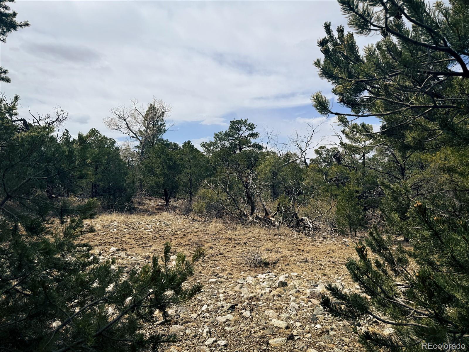 76 Mill Run Road Mosca, CO 81146 - Photo 2 of 10 a view of a dry yard with trees