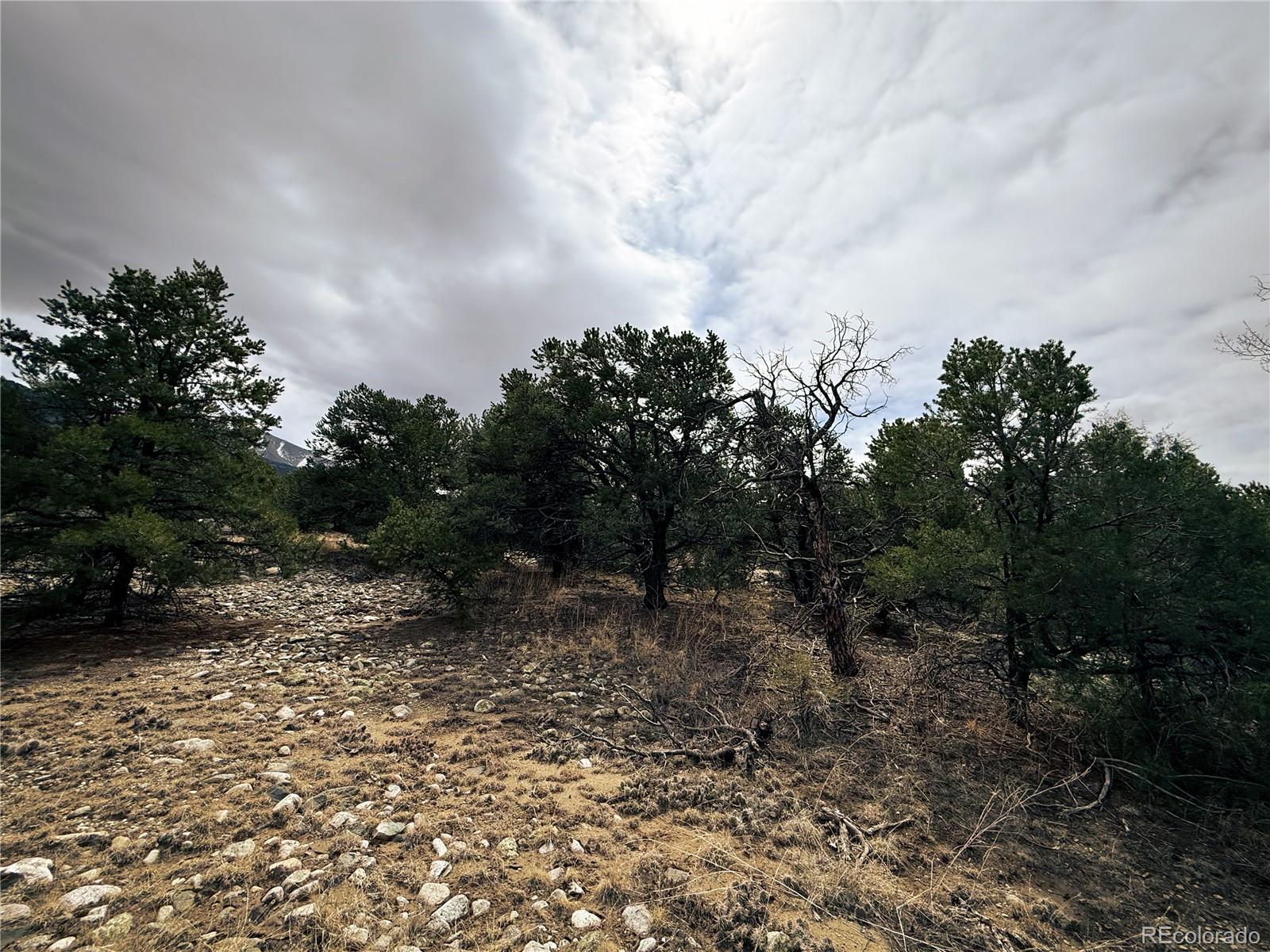 76 Mill Run Road Mosca, CO 81146 - Photo 10 of 10 a view of a forest with trees in back
