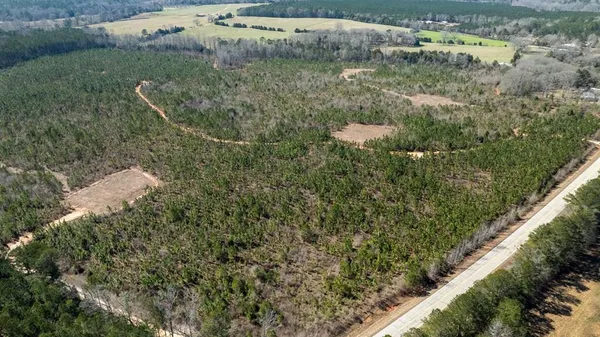 a view of a bunch of trees and bushes