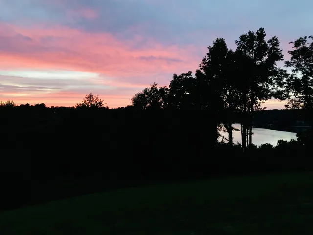 a view of a garden with a tree
