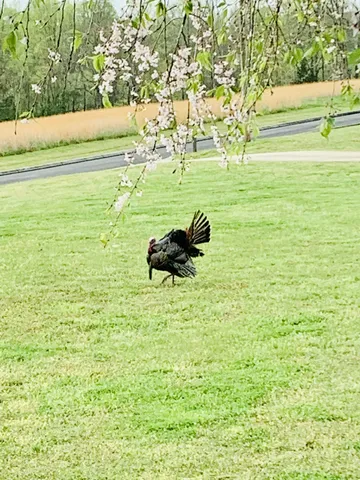 a view of a dirt road with trees in the background