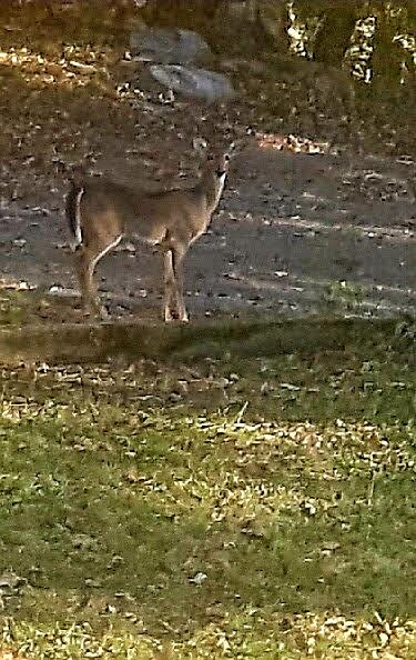 1804 Salem Valley Road Ringgold, GA 30736 - Photo 36 of 47 Closest Neighbor
