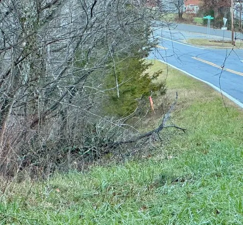 a view of a yard