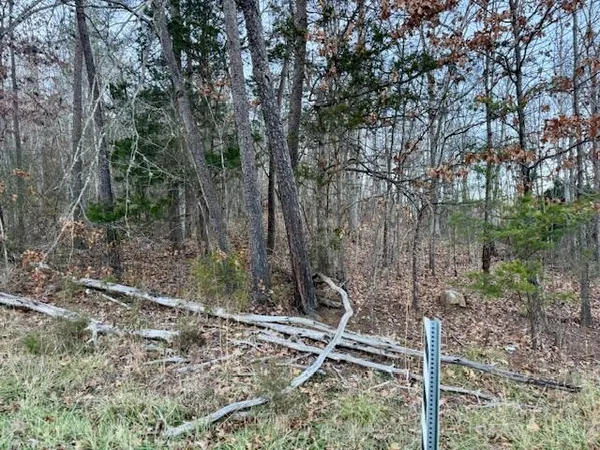 a view of a backyard with large trees