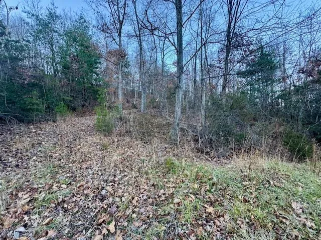 a view of a forest that has a tree