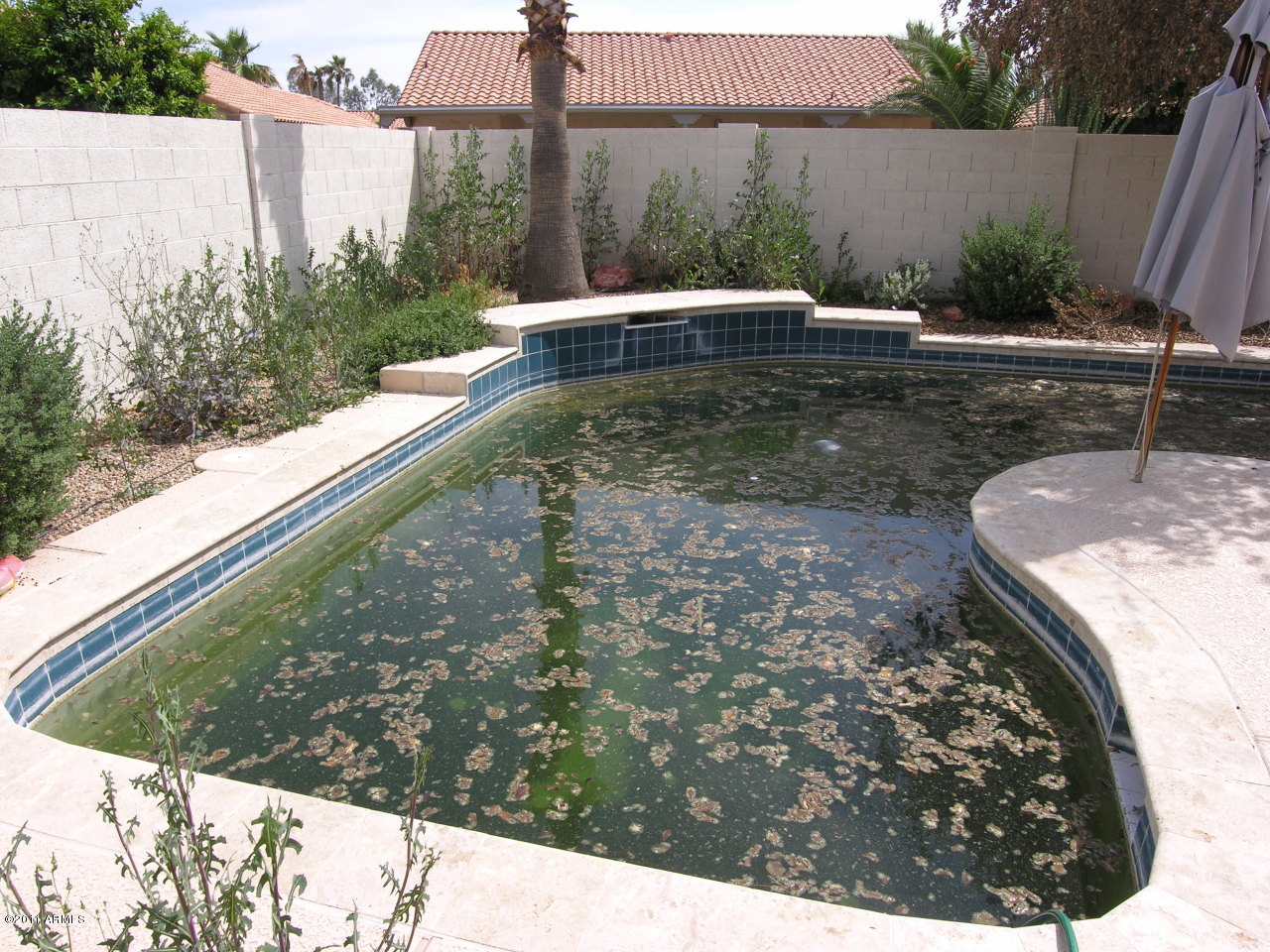 709 West Tumbleweed Road Gilbert, AZ 85233 - Photo 17 of 20 Pool - AS-IS