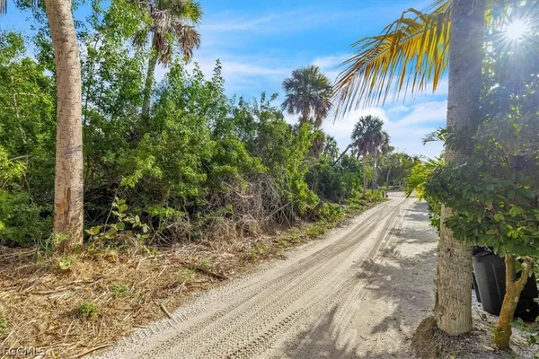 a view of a yard with plants