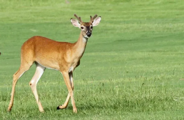 $3,000 | 46 Greenway Drive, Trinity, TX 75862