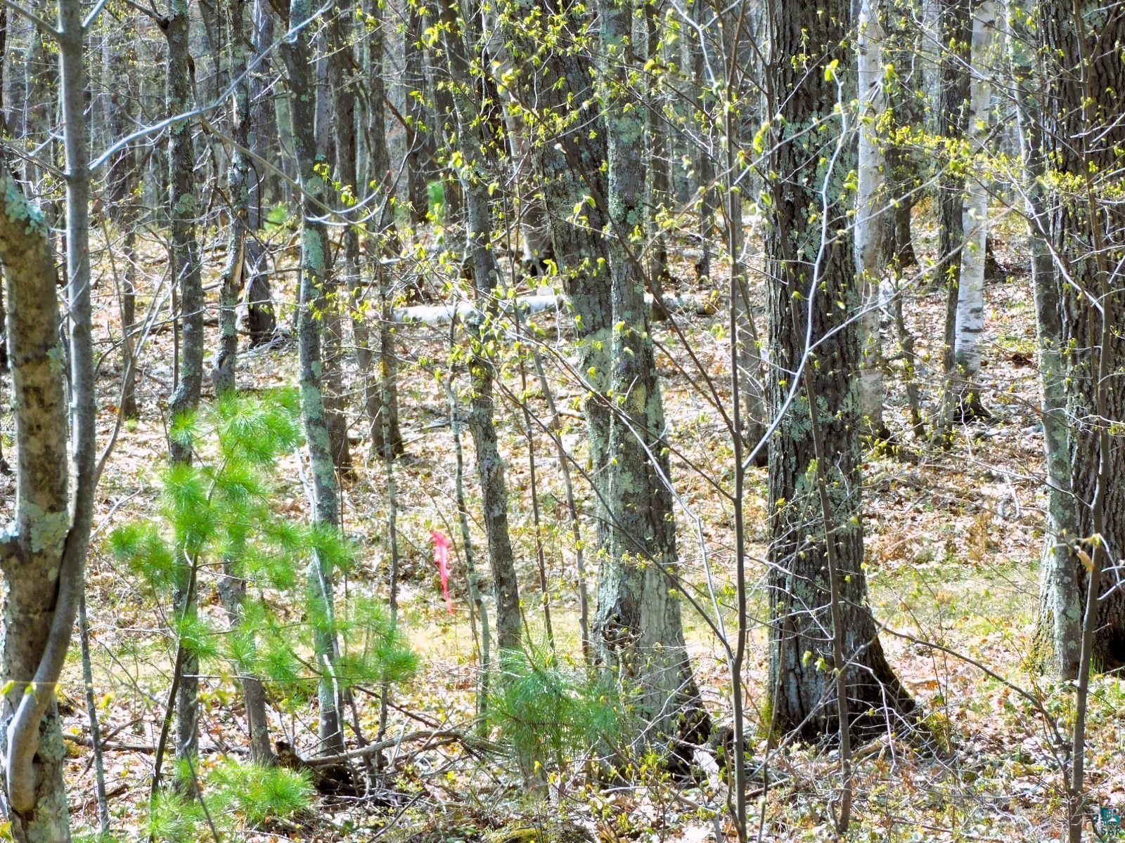 Xxxx Polkoski Road Iron River, WI 54847 - Photo 22 of 24 Look for Pink Flags for lot lines