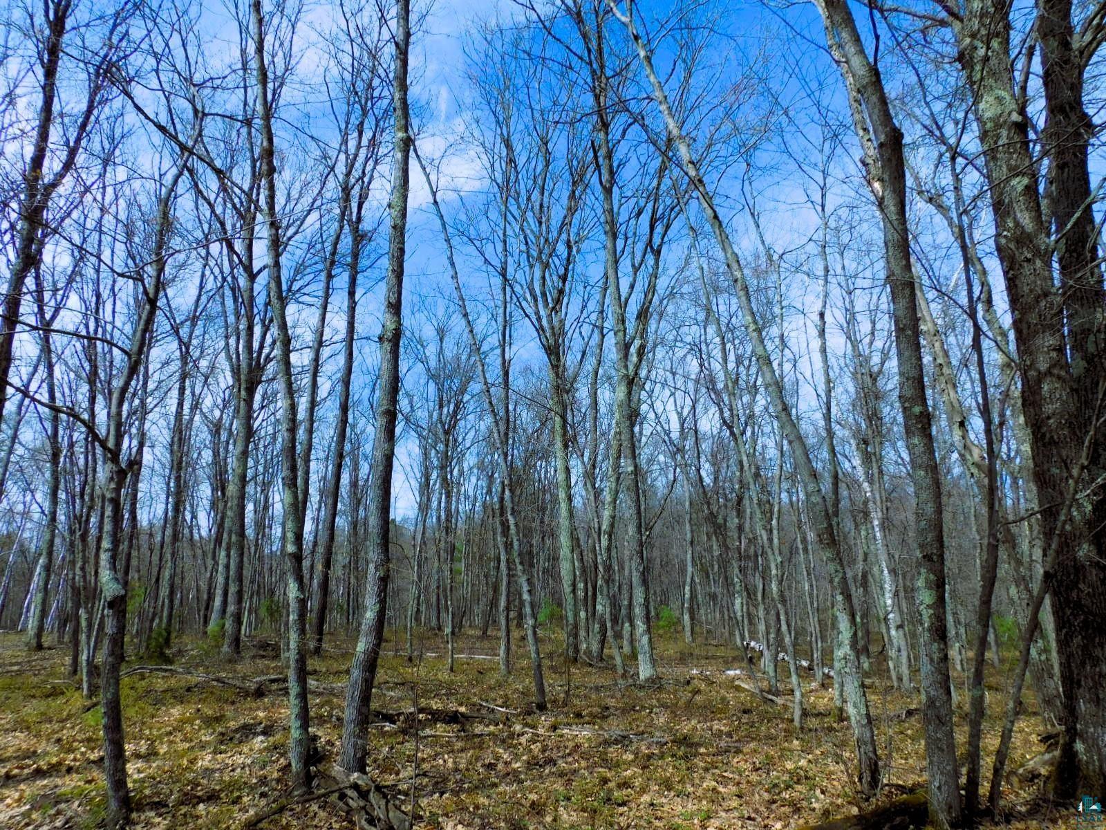 Xxxx Polkoski Road Iron River, WI 54847 - Photo 5 of 24 Mature hardwood trees