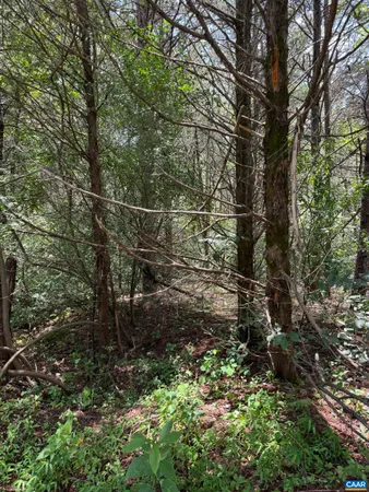 a view of a forest with a tree