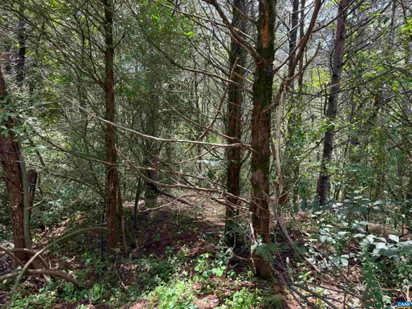 a view of a forest with a tree