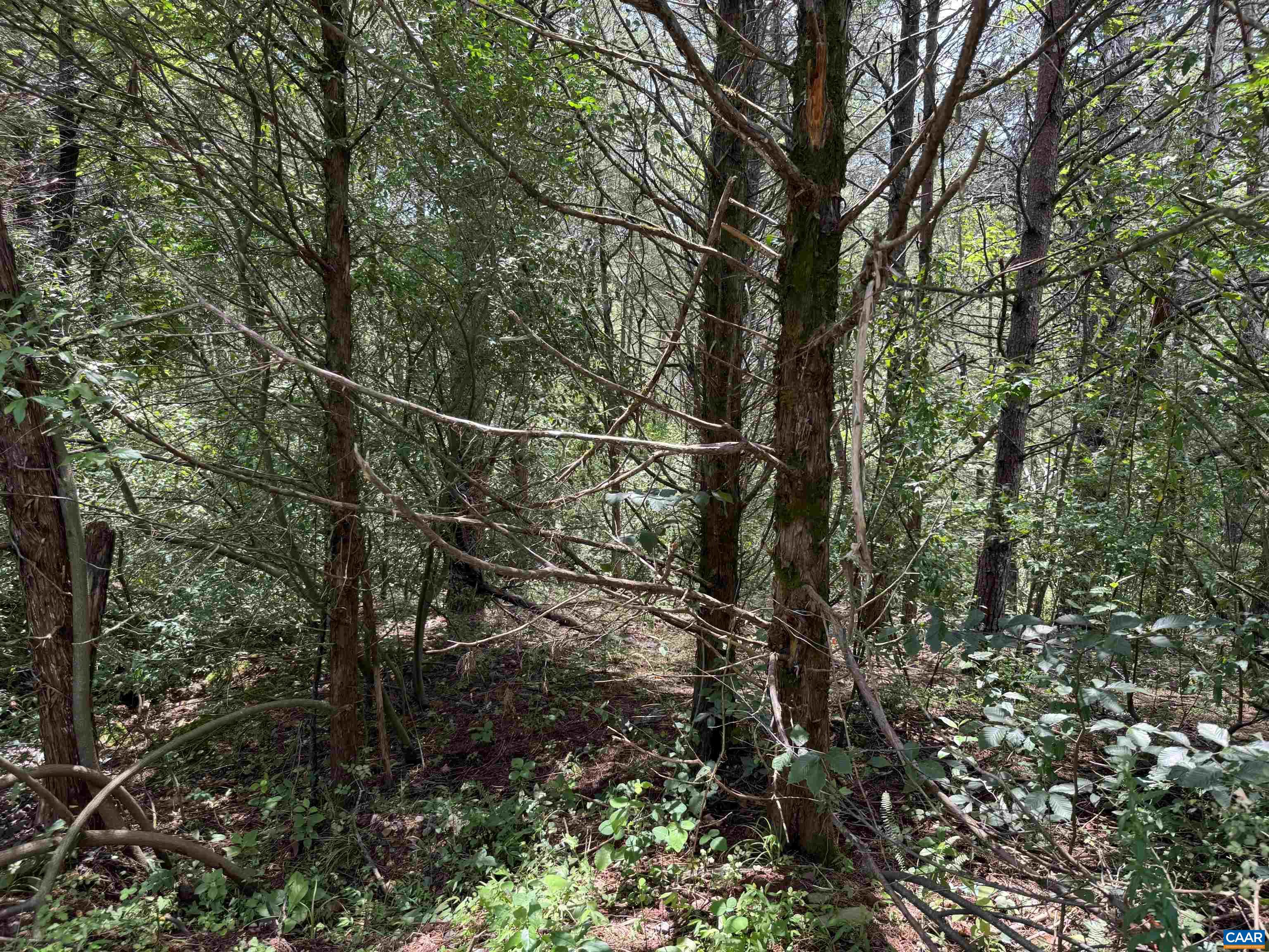 Tbd Fishpond Road Howardsville, VA 24562 - Photo 13 of 14