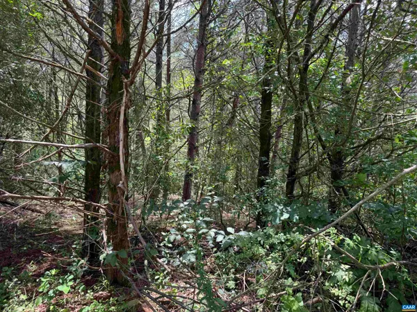 a view of a forest with lots of trees
