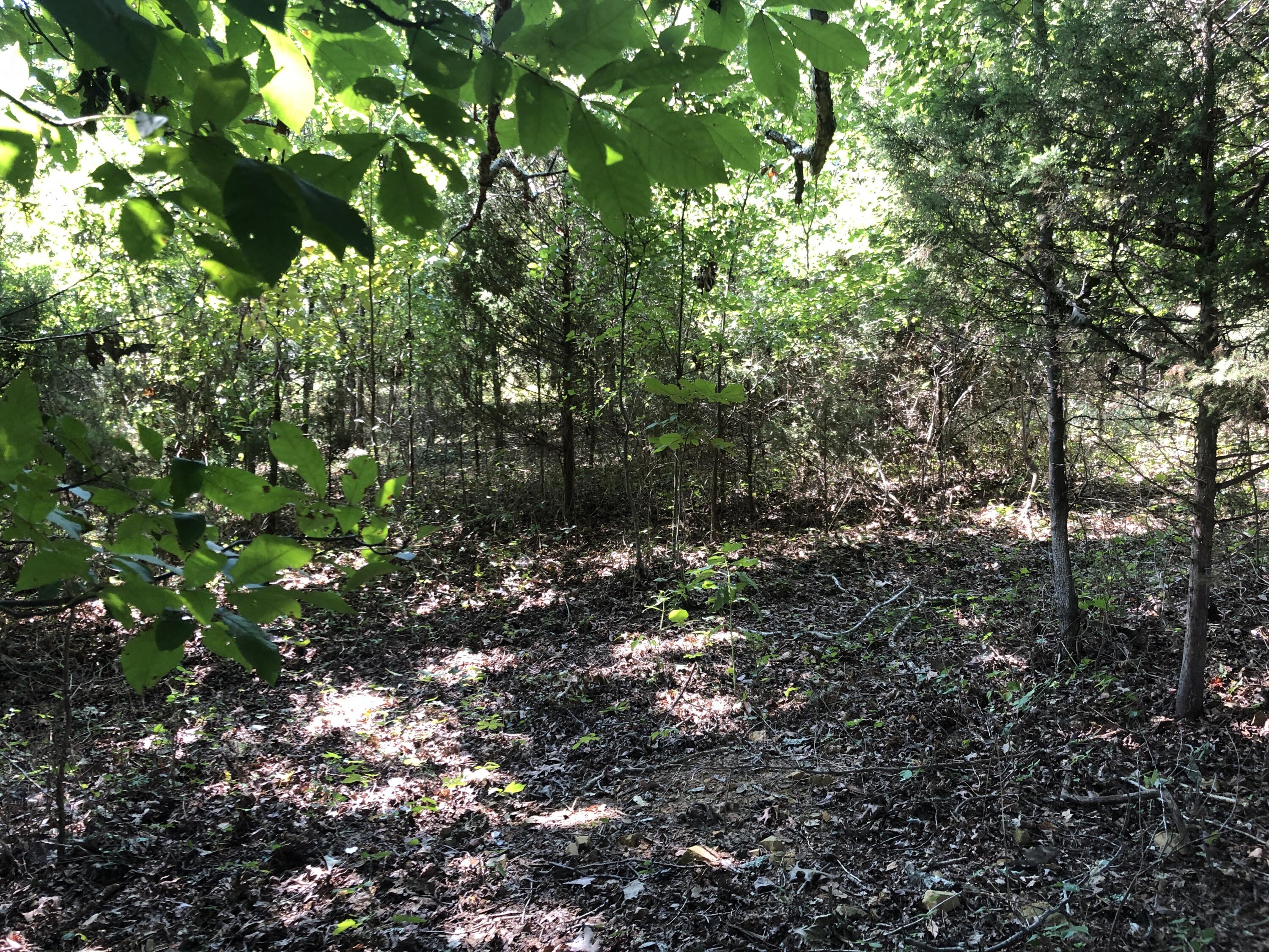 0 Keys Road Limestone, TN 37681 - Photo 6 of 11 A100624E-4CDA-4FB3-BF2B-2A39D561145C