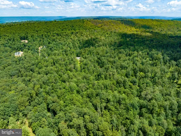 a view of yard with grass and a forest