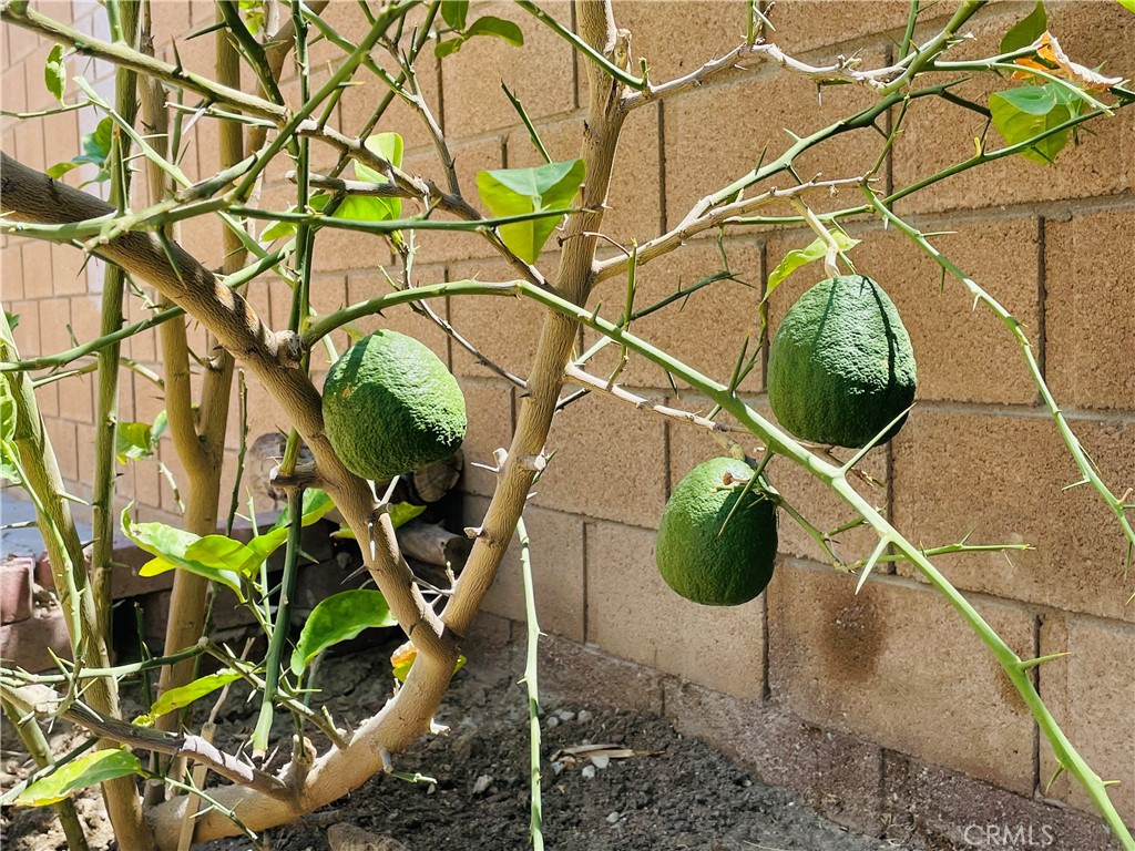 83107 Greenbrier Drive Indio, CA 92203 - Photo 28 of 29 a close up of a plant in a pot