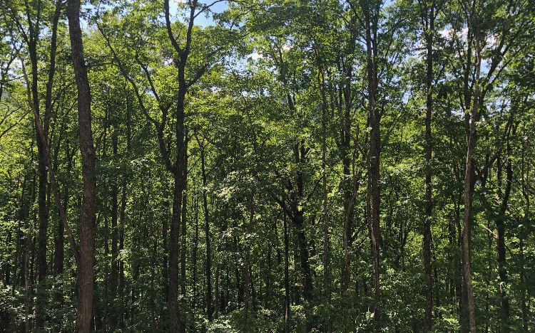 Lot 7 Blue Sky Overlook Blue Ridge Blue Ridge, GA 30513 - Photo 1 of 1 a view of a lush green forest