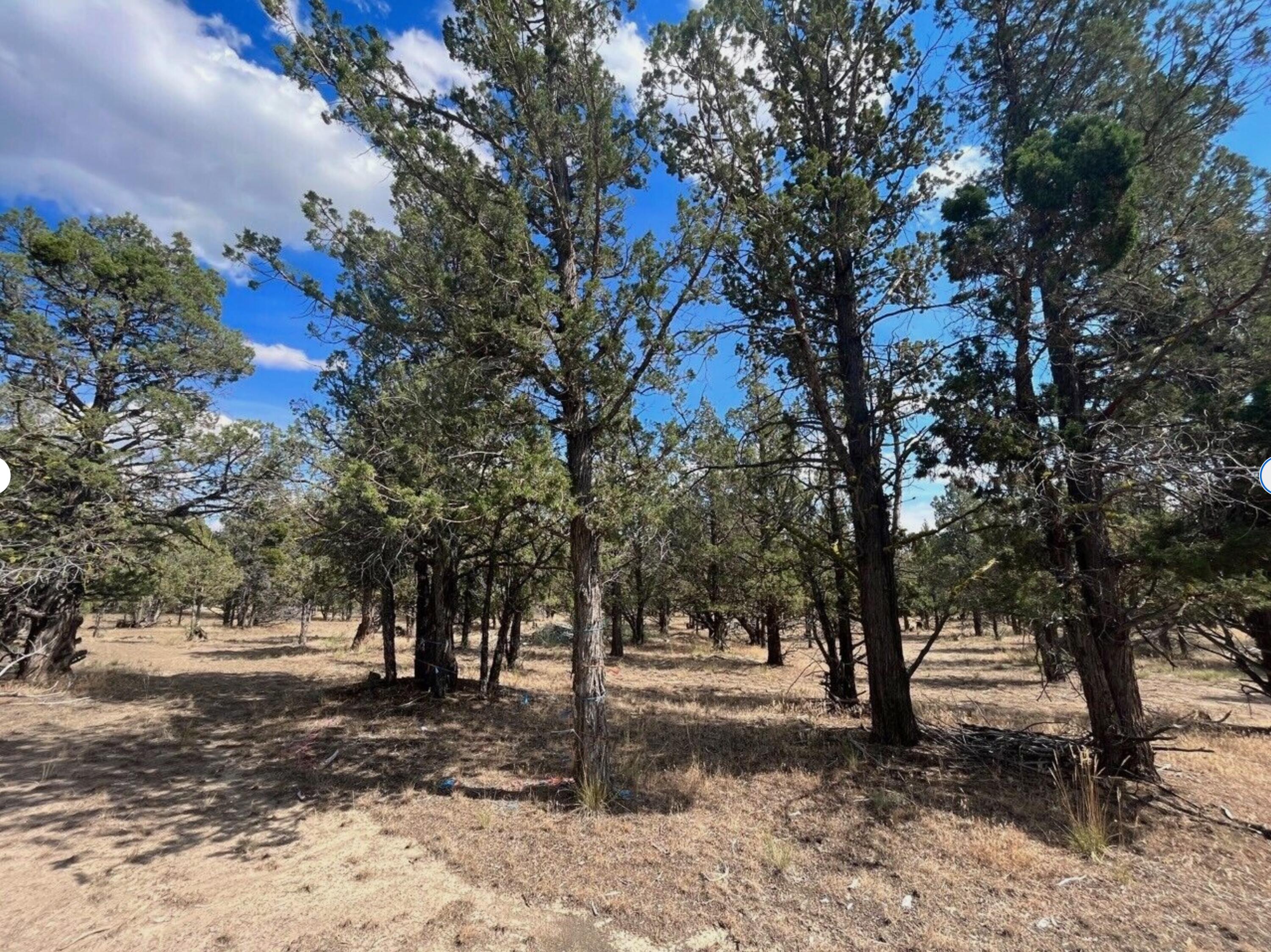 0 Goose Loop Alturas, CA 96101 - Photo 8 of 16 a view of a tree in the middle of a yard