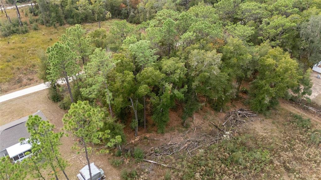 0 Southwest 28th Lane Ocala, FL 34481 - Photo 17 of 23 a view of a forest with trees in the background