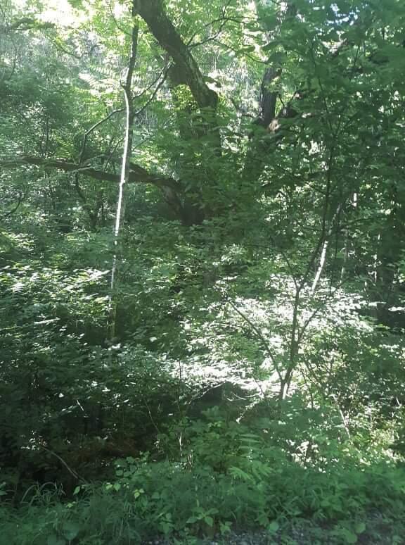 Tbd Century Farm Road Castlewood, VA 24224 - Photo 1 of 18 received_570681840758764