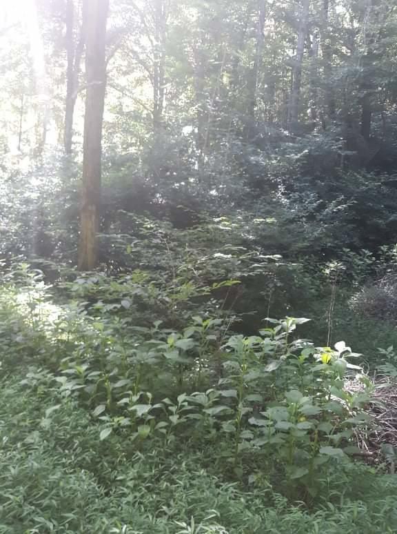 Tbd Century Farm Road Castlewood, VA 24224 - Photo 3 of 18 received_243966487278497