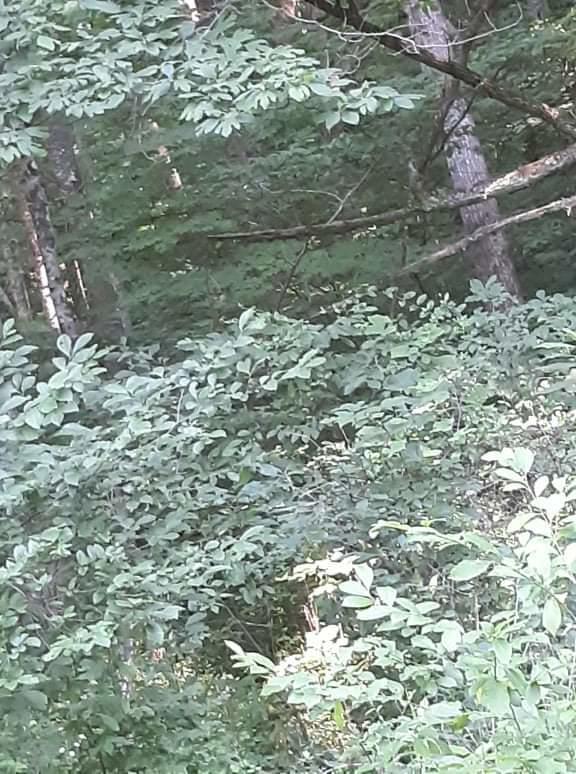 Tbd Century Farm Road Castlewood, VA 24224 - Photo 5 of 18 received_508488790406989