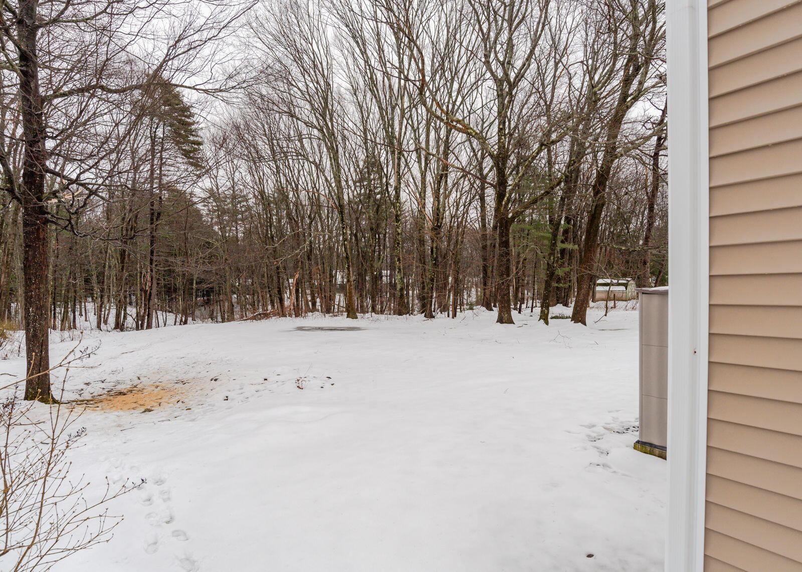 Back Woods