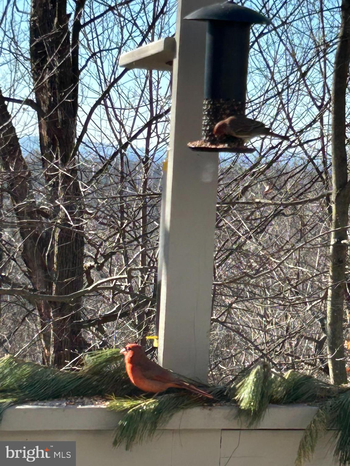 1817 Dogwood Road Harrisburg, PA 17110 - Photo 15 of 64 Beautiful views of nature