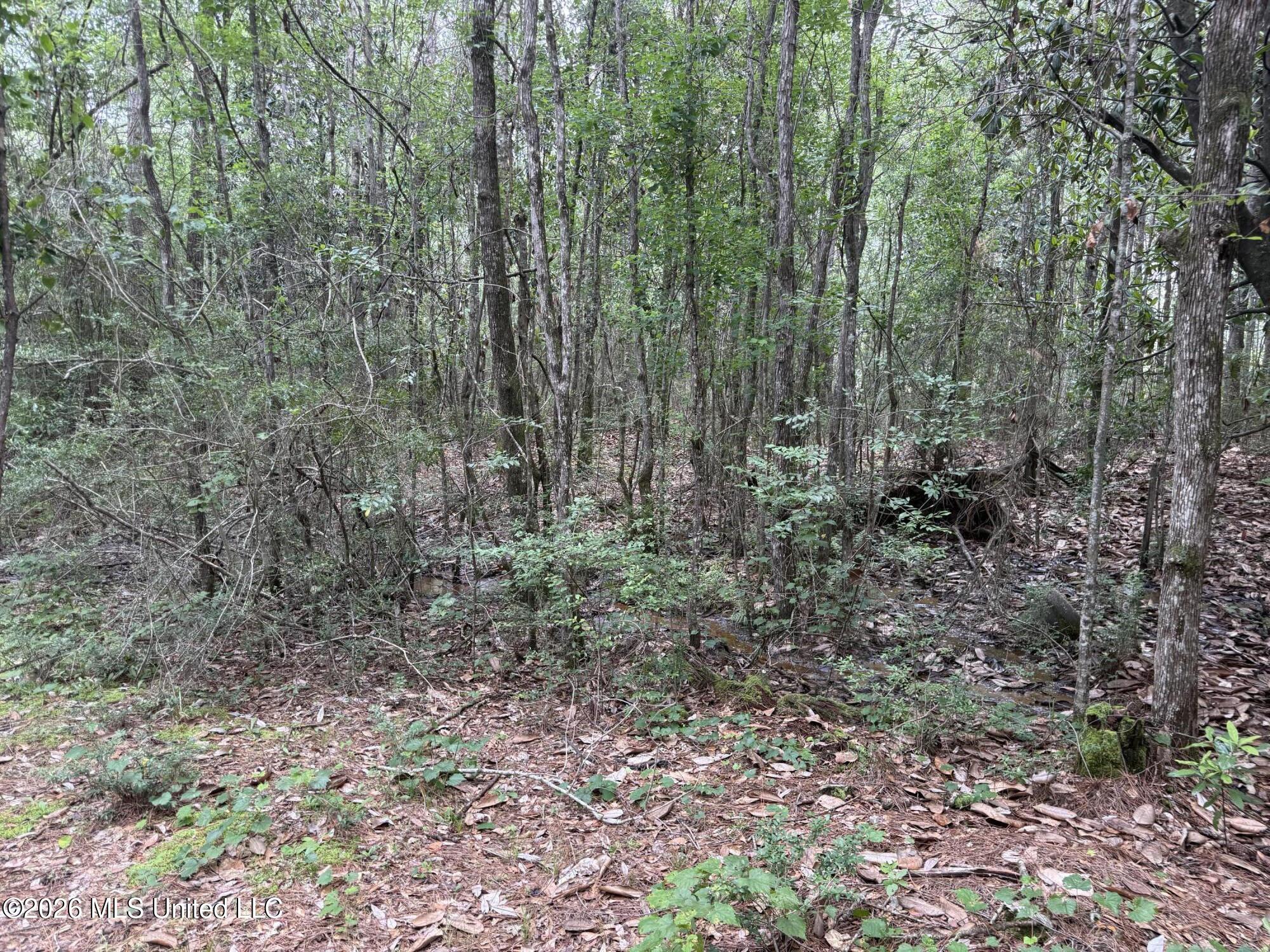 49 Highway Saucier Ms 39574 Saucier, MS 39574 - Photo 8 of 9 Mixed hardwoods