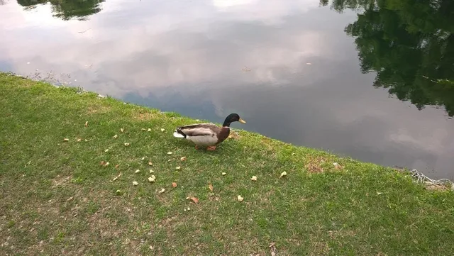 $2,400 | 2312 Blue Cypress Drive, Richardson, TX 75082