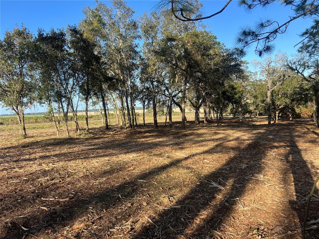 Levy Street Williston, FL 32696 - Photo 12 of 26