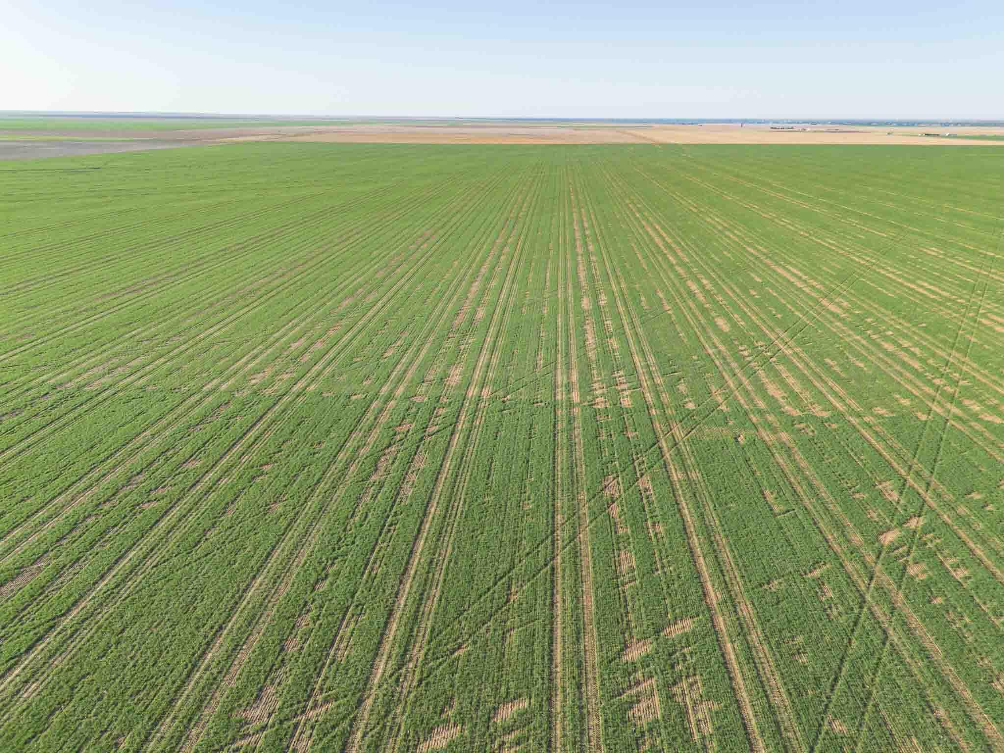 665.8 Acres Amarillo, TX 79118 - Photo 6 of 13