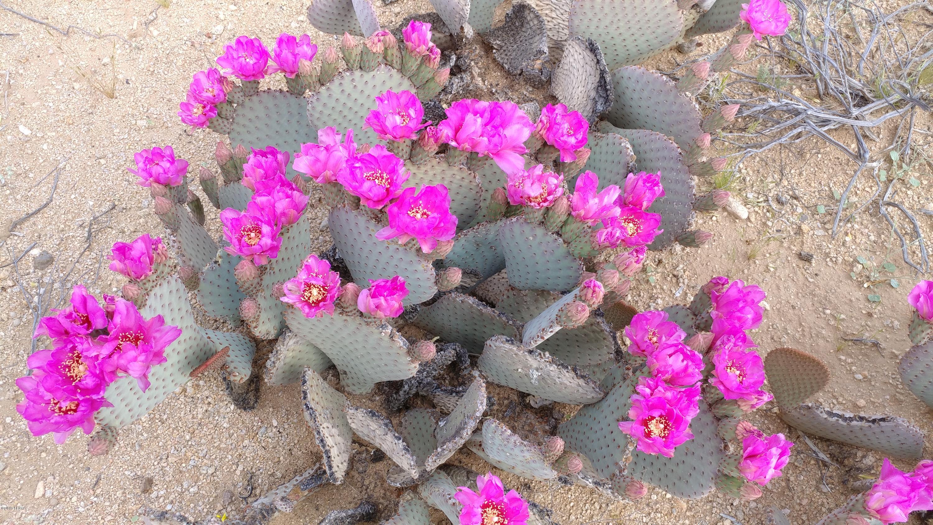 762 A Roy Rogers Road Yucca, AZ 86438 - Photo 8 of 20 a view of yard with flowers and flowers
