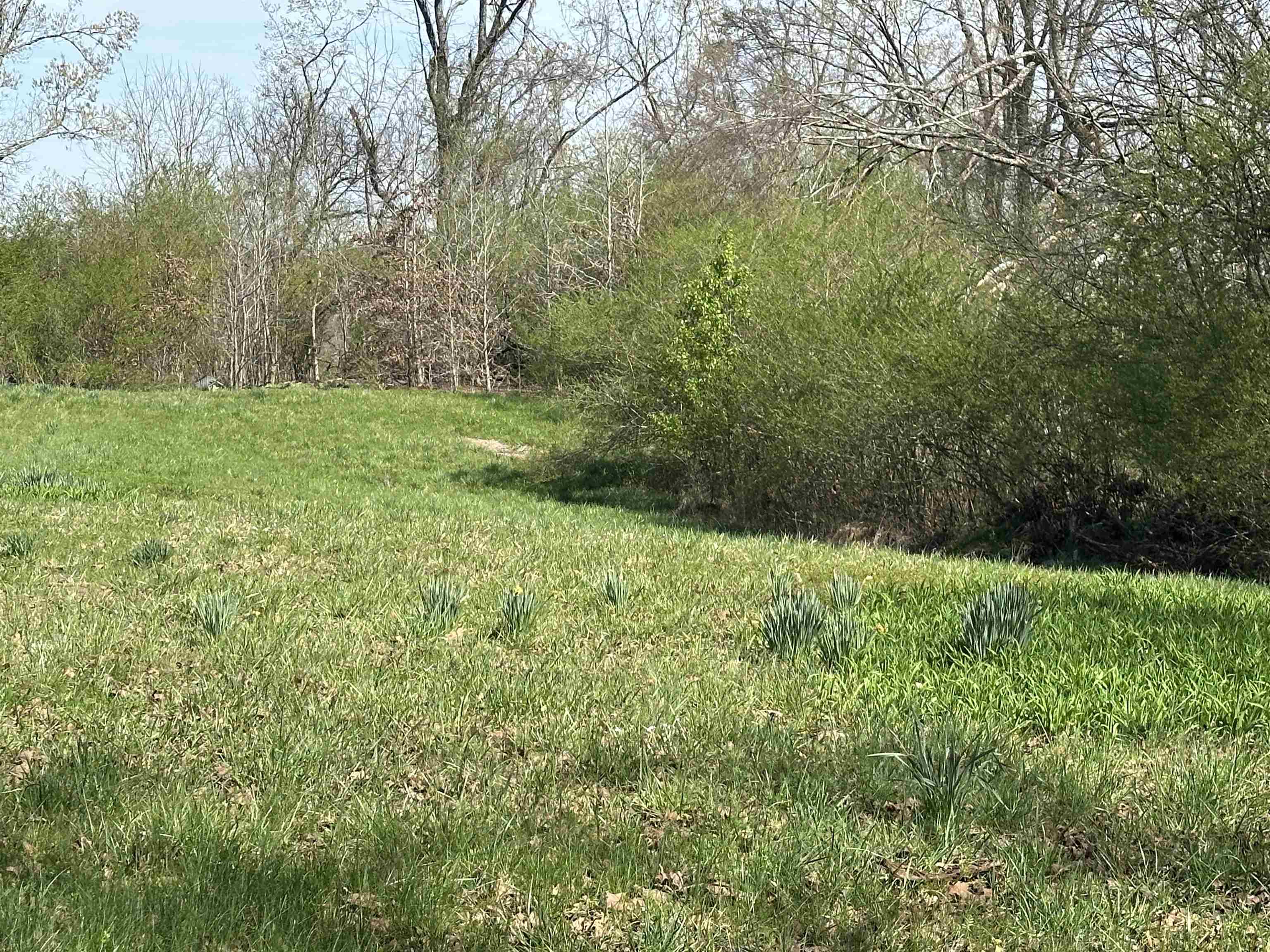 65 Cooksey Lane Michie, TN 38357 - Photo 27 of 40 a view of outdoor space and yard
