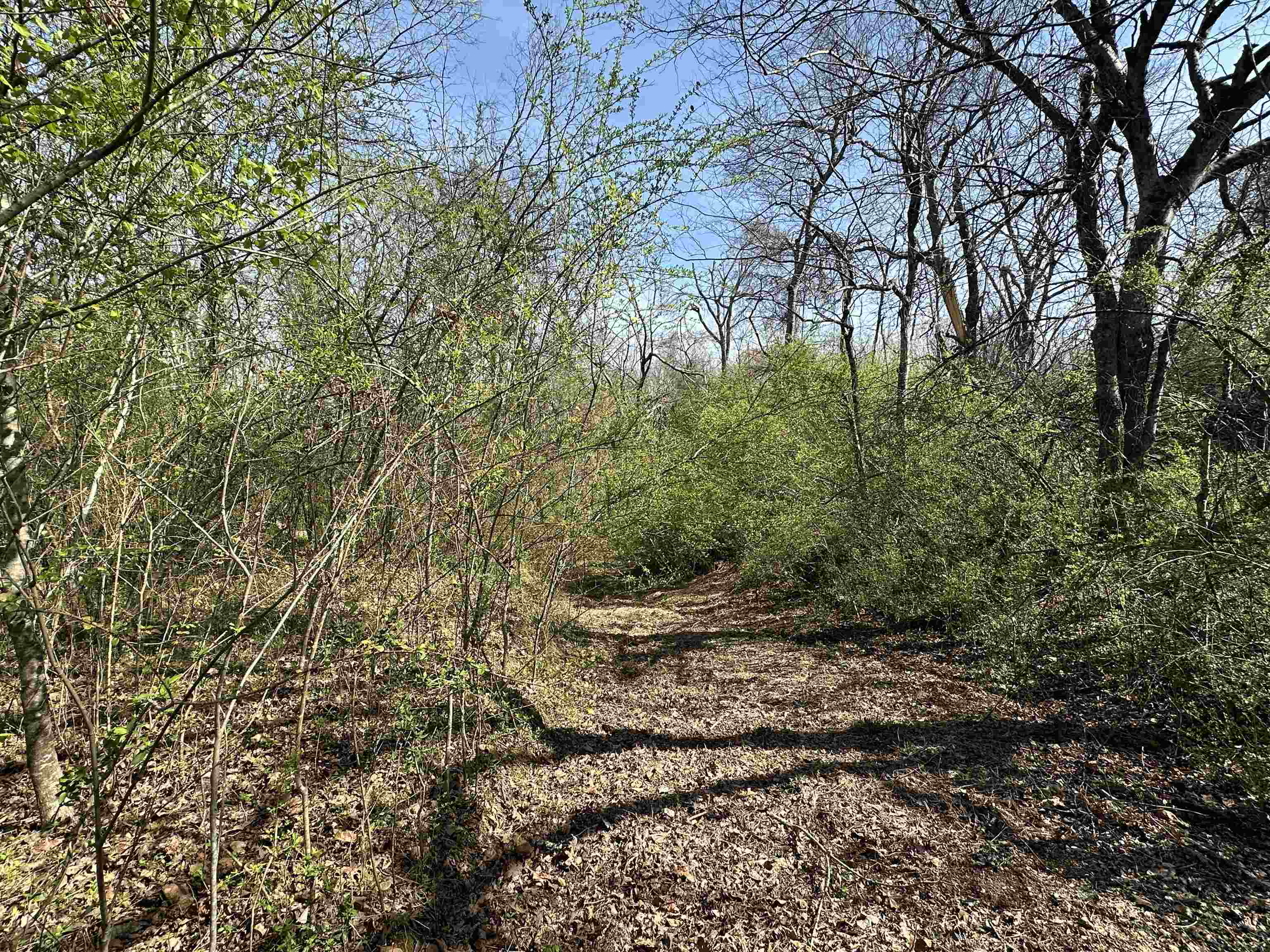 65 Cooksey Lane Michie, TN 38357 - Photo 28 of 40 a backyard of a house with lots of green space