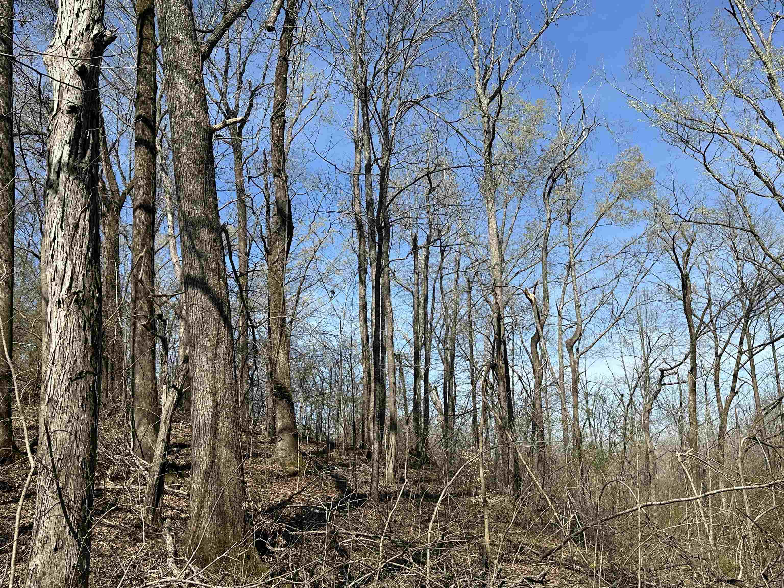 65 Cooksey Lane Michie, TN 38357 - Photo 30 of 40