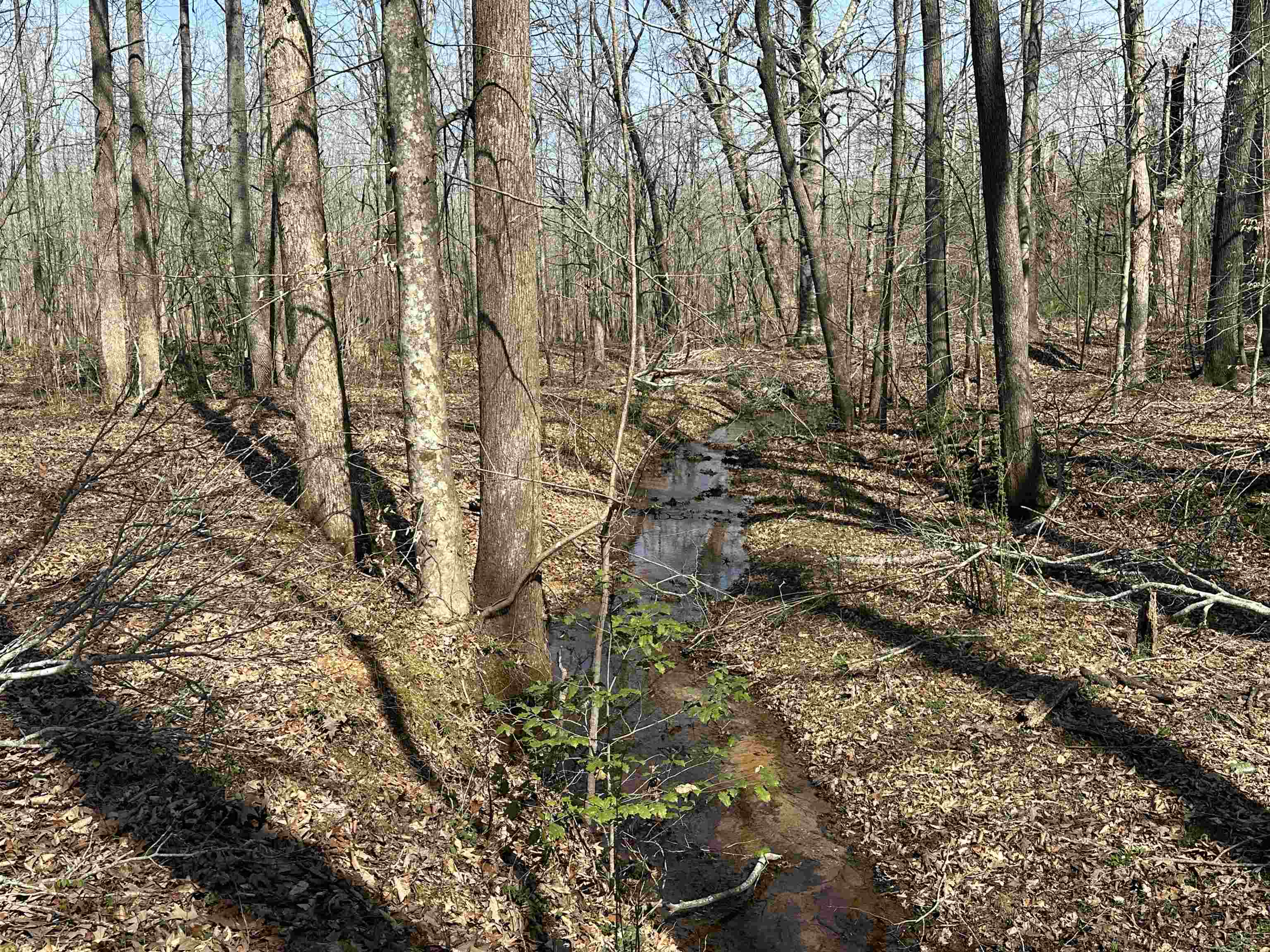 65 Cooksey Lane Michie, TN 38357 - Photo 31 of 40 a view of a yard with plants and trees