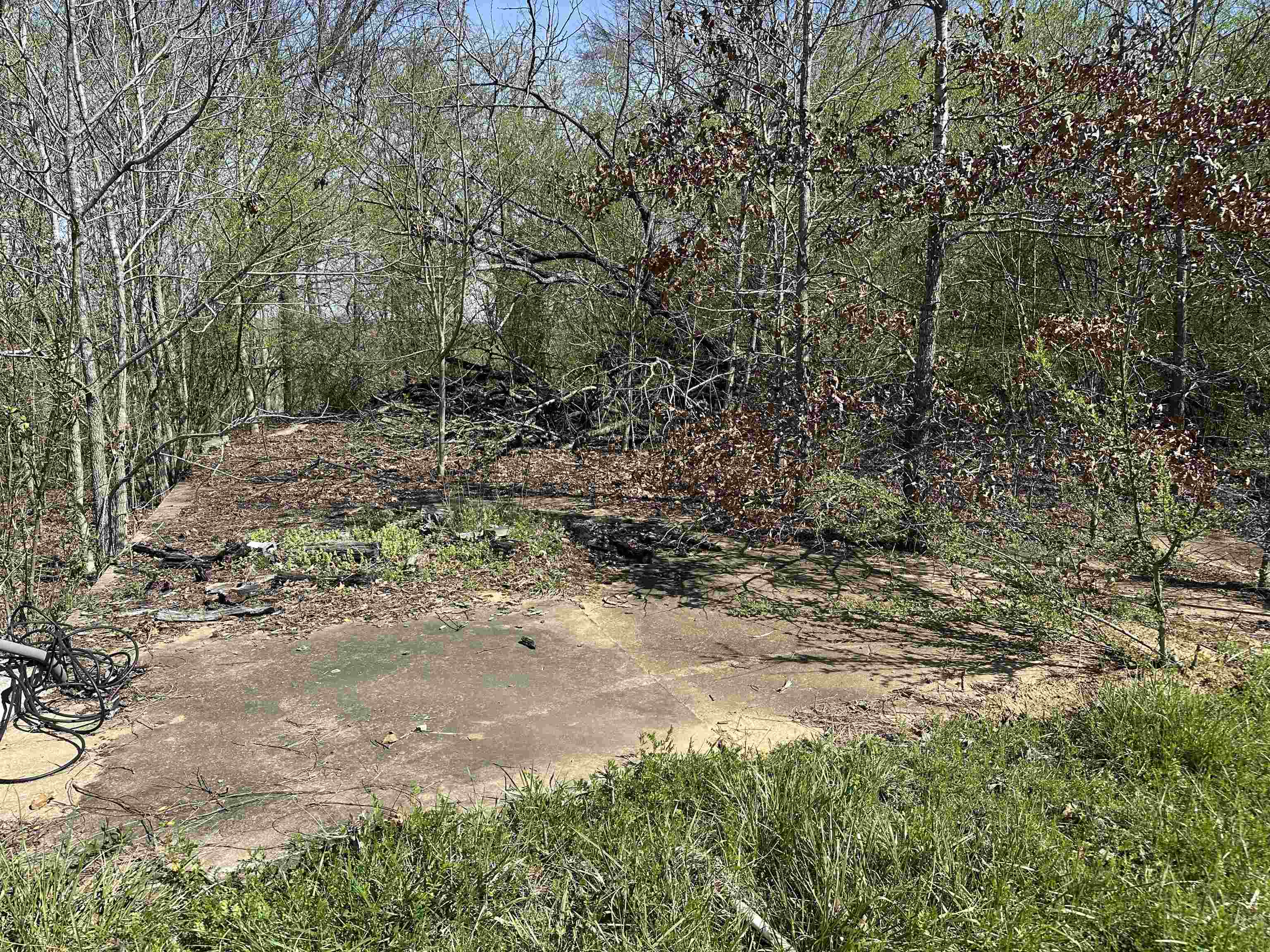 65 Cooksey Lane Michie, TN 38357 - Photo 37 of 40 a view of a yard with plants and trees