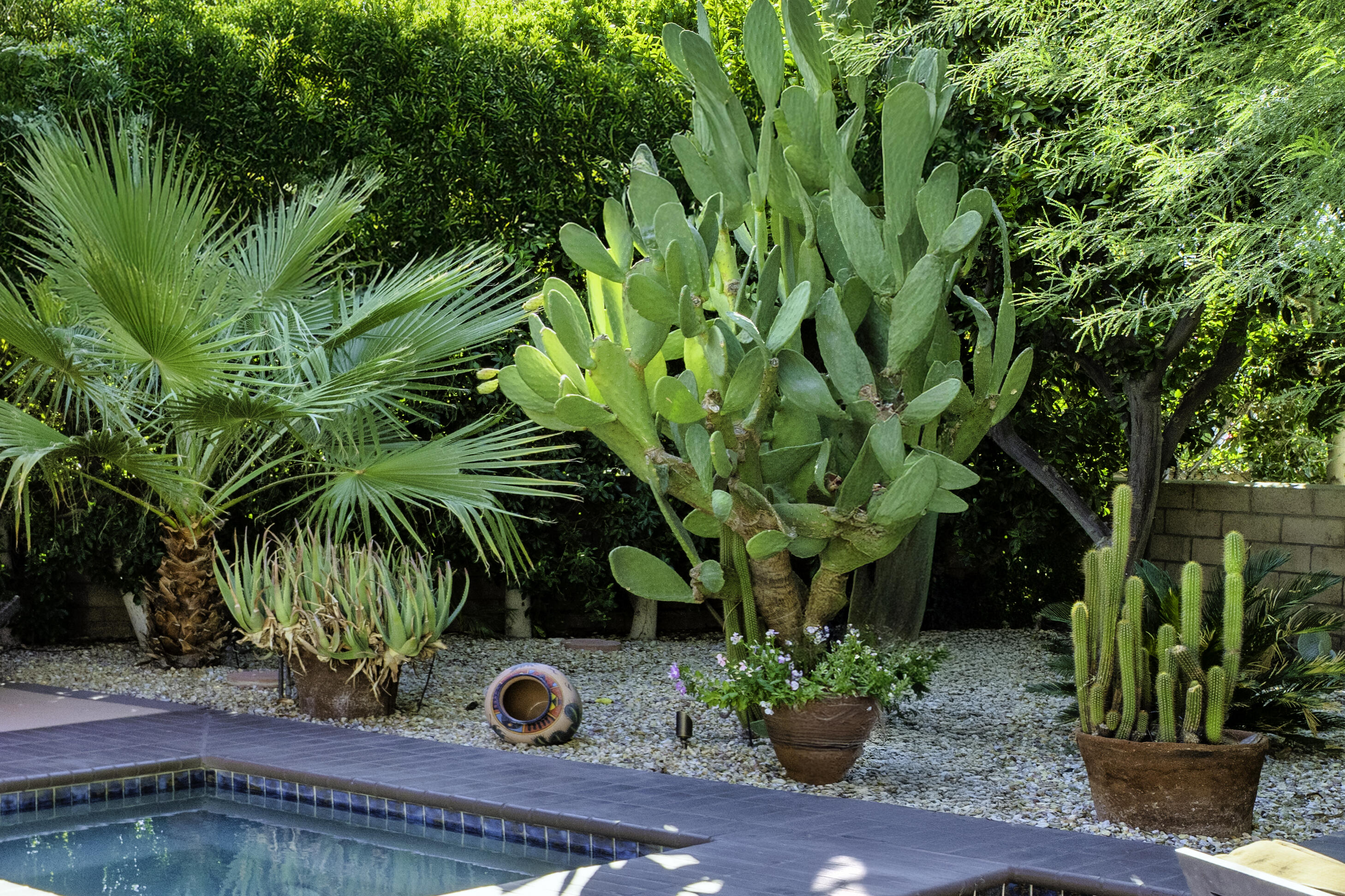 77779 St Augustine Drive Palm Desert, CA 92211 - Photo 15 of 59 Catcus garden