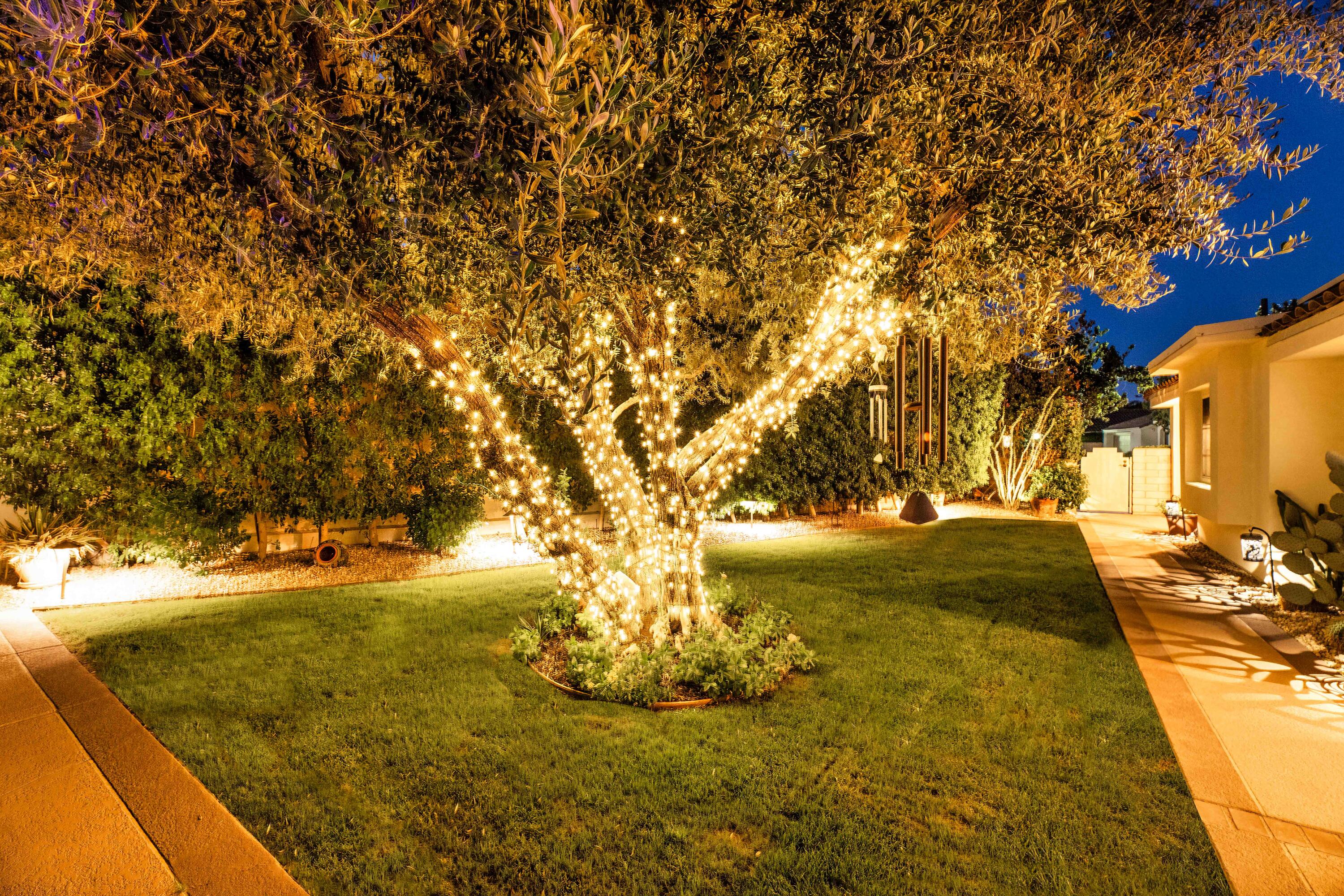 77779 St Augustine Drive Palm Desert, CA 92211 - Photo 5 of 59 magestic festive olive tree