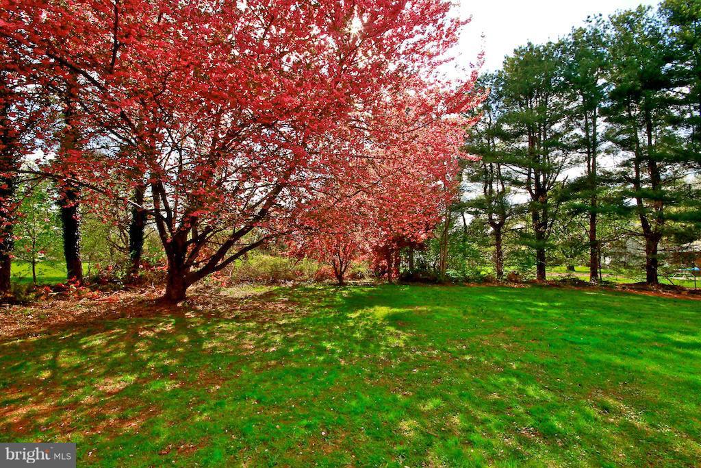 Rear Yard