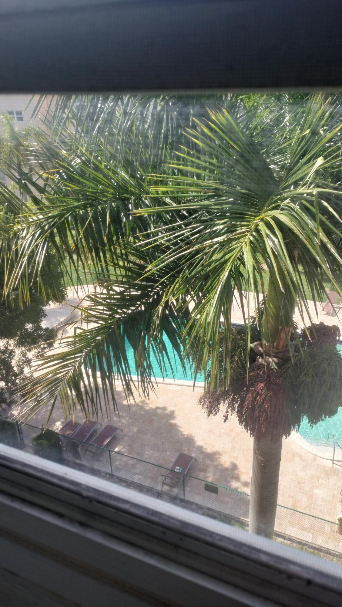 a view of a garden from a window