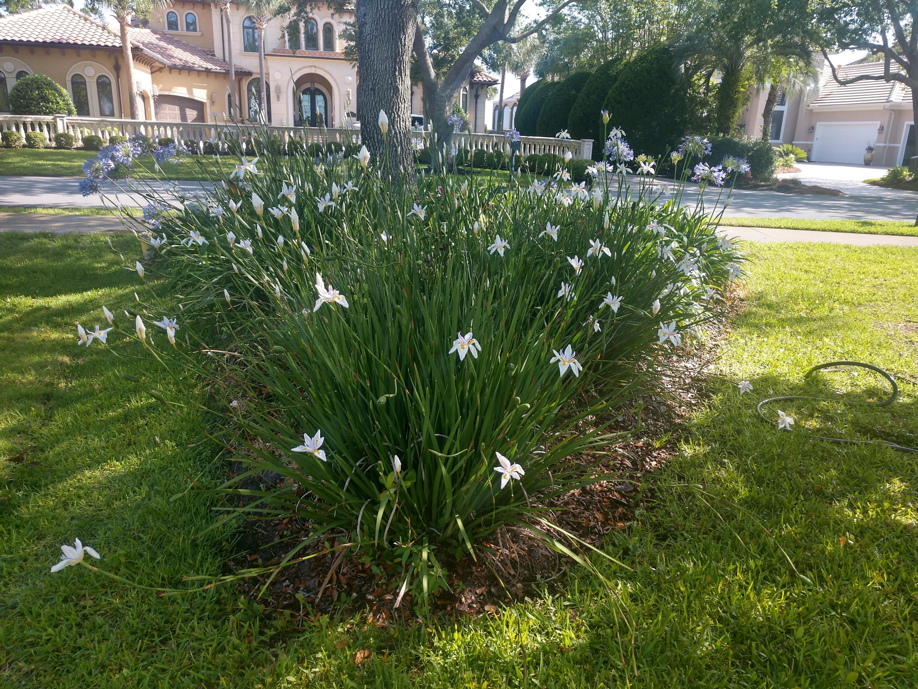 473 Captains Circle Destin, FL 32541 - Photo 4 of 64 a view of a yard with plants