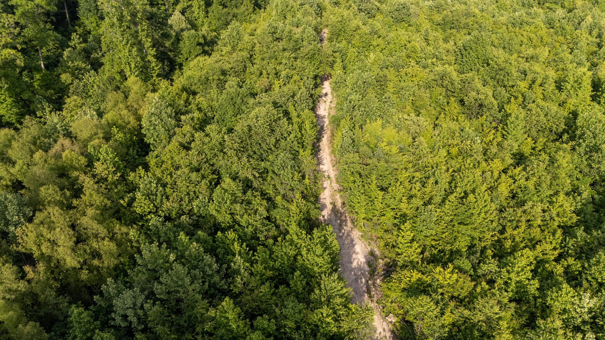 0 Mcadams Road Greenfield, TN 38230 - Photo 10 of 25