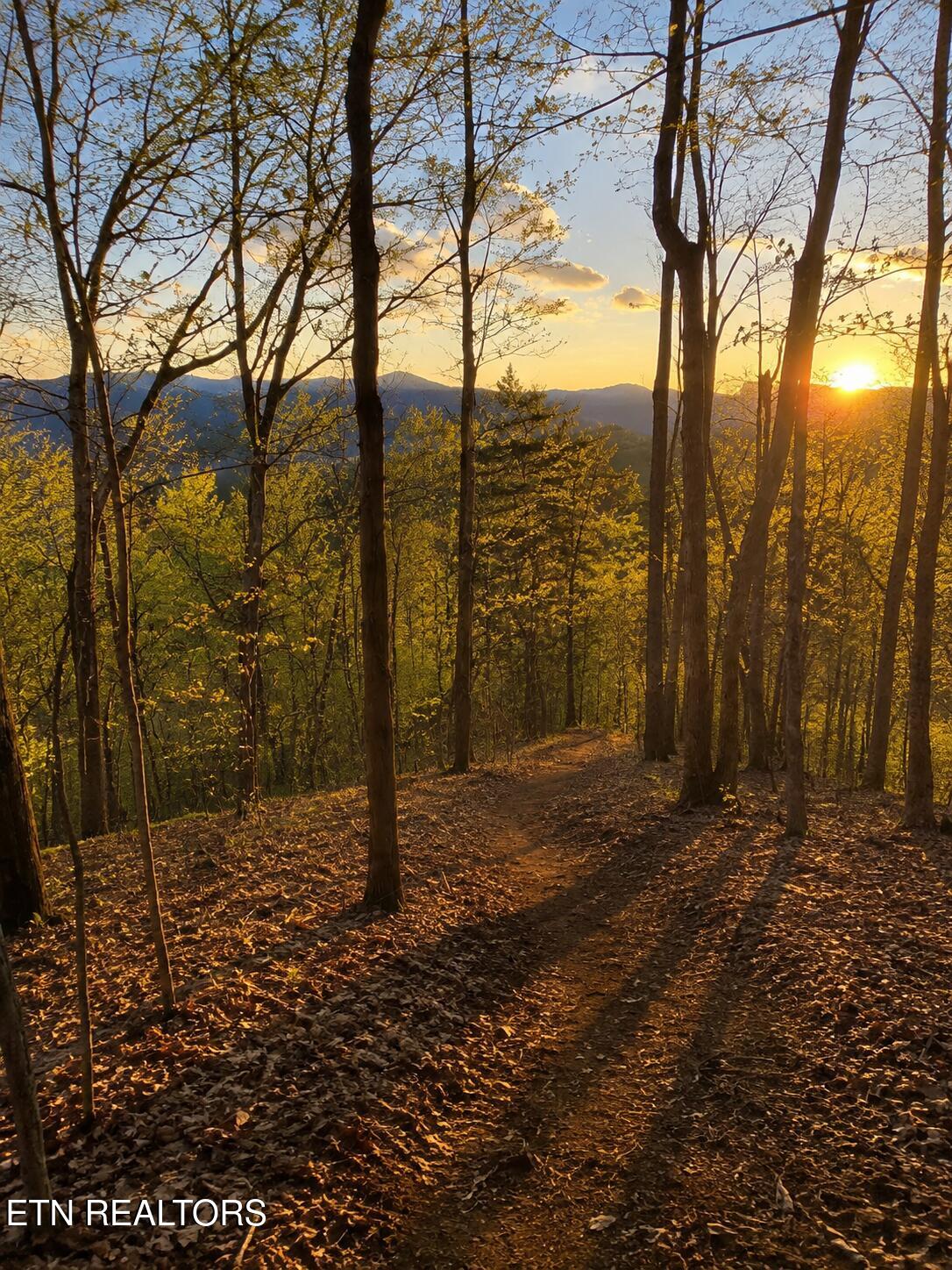2453 Lower Rinehart Road Dandridge, TN 37725 - Photo 10 of 37 Walking Trails on your Property