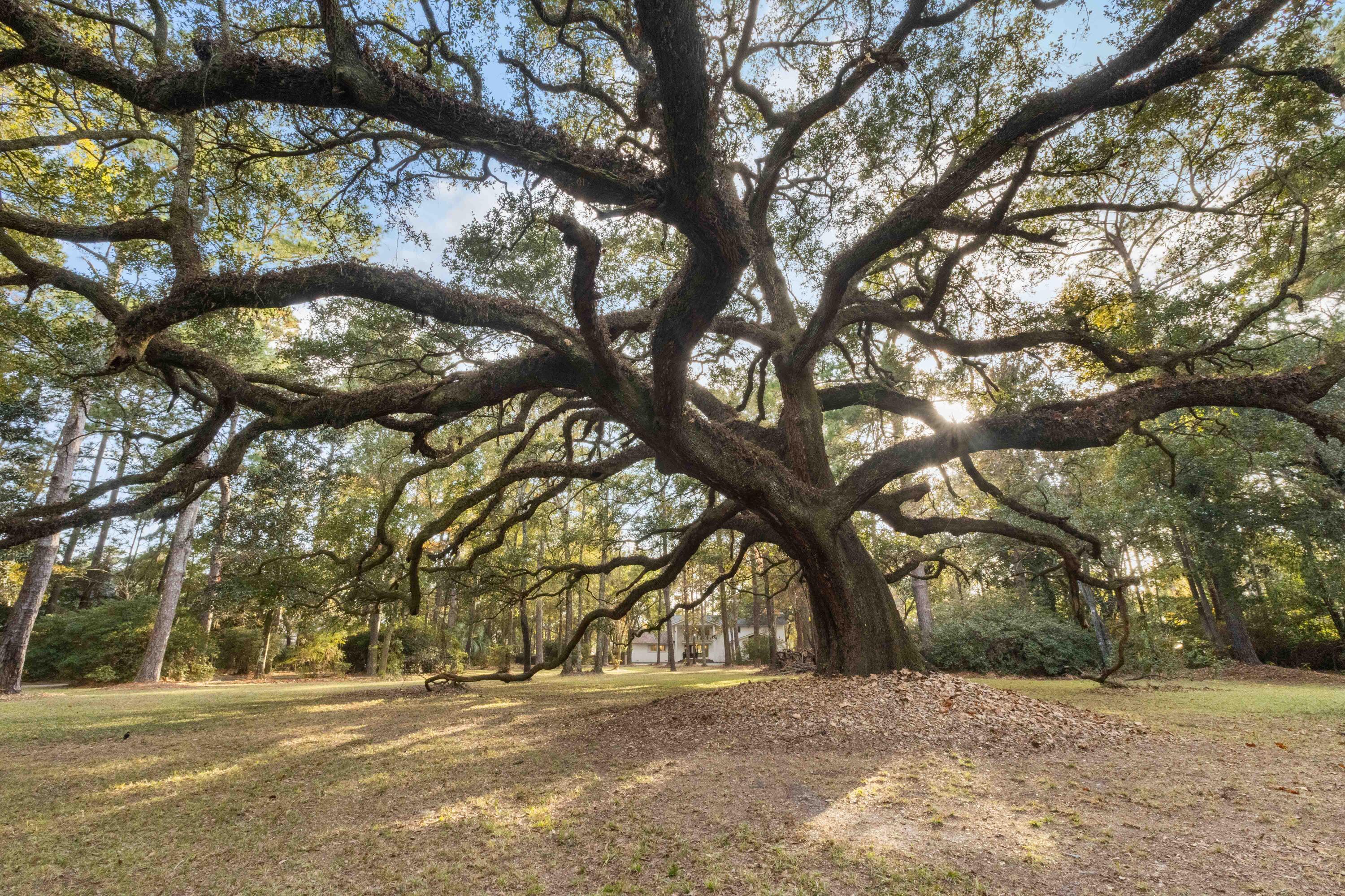 9875 Jamison Road Summerville, SC 29456 - Photo 14 of 128 8T6A4998_
