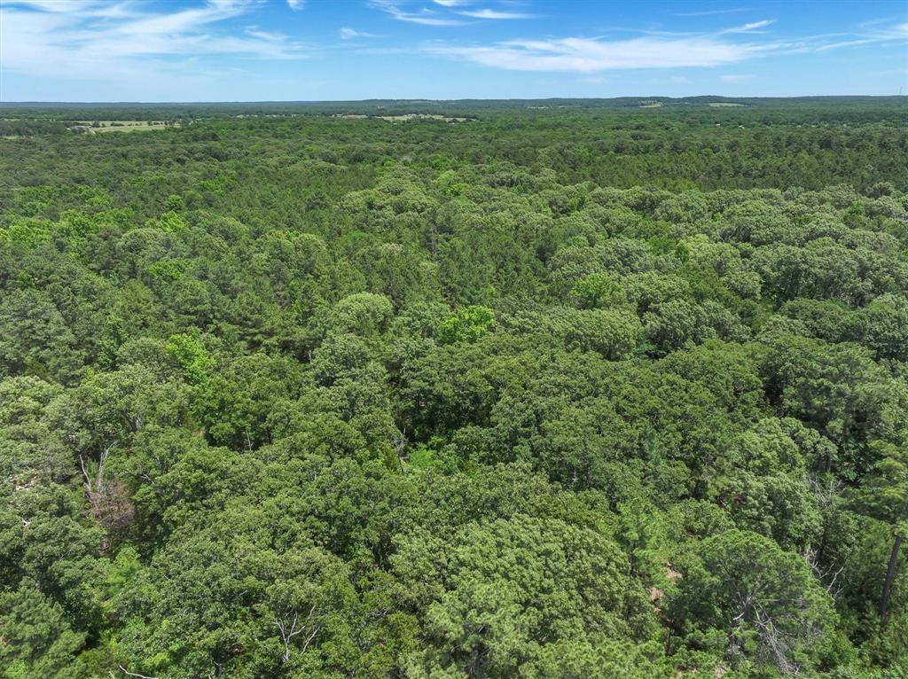 8079 Rd Ben Wheeler Tx 75754 Road Ben Wheeler, TX 75754 - Photo 21 of 37 a view of a green field with lots of bushes