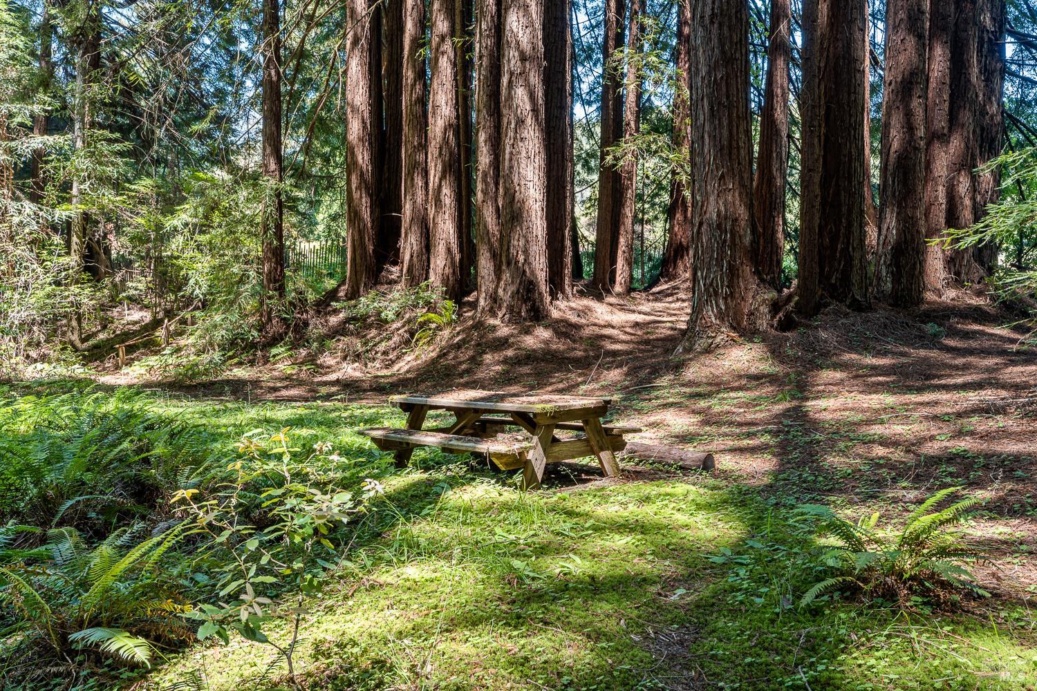 31501 Comptche Ukiah Road Comptche, CA 95427 - Photo 46 of 85 Redwood Forest/ Albion River